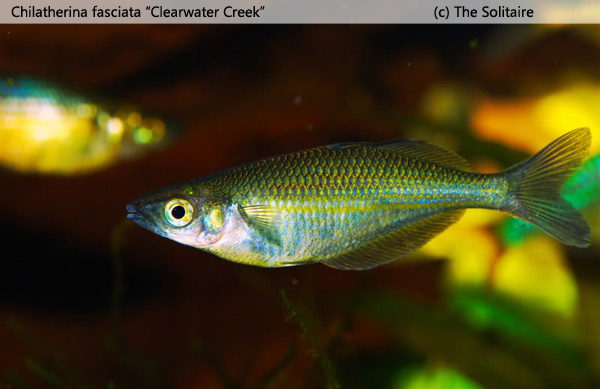 Chilatherina fasciata "Clearwater Creek"