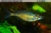 Chilatherina fasciata "Clearwater Creek"