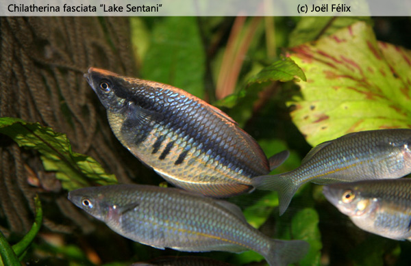 Chilatherina fasciata "Lake Sentani"