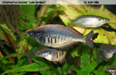 Chilatherina fasciata "Lake Sentani"