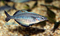 Chilatherina sp. Kali Awalim