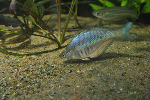 Chilatherina sp. "Kali Unggalum"