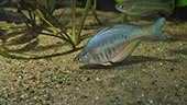 Chilatherina sp. Kali Unggalum