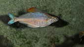 Chilatherina sp. "Kali Unggalum"