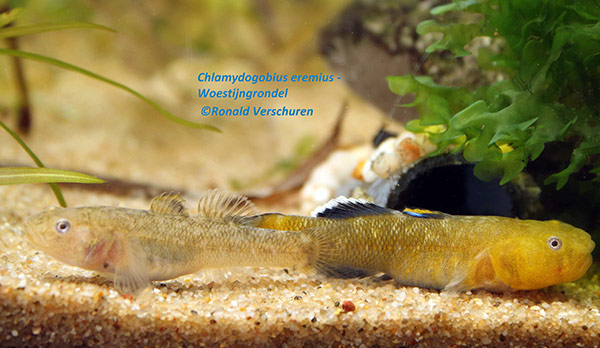 Chlamydogobius eremius 