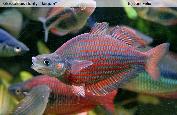 Glossolepis dorityi "Jaigum"
