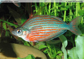 Glossolepis dorityi "Jaigum"