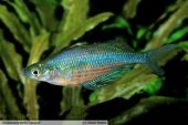 Glossolepis dorityi "Jaigum"