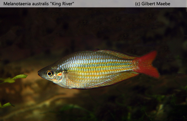 Melanotaenia australis "King River"