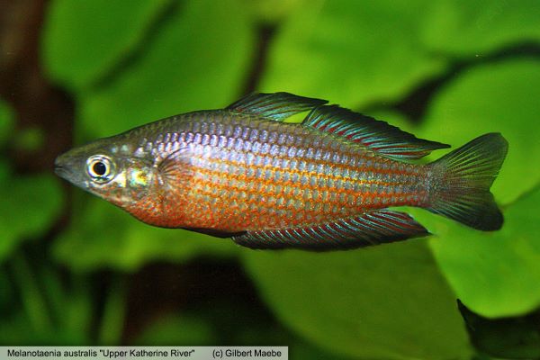 Melanotaenia australis "Upper Katherine River"