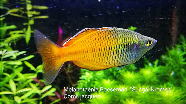 Melanotaenia boesemani "Sungai Kromsa"