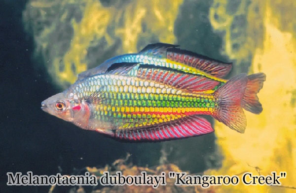 Melanotaenia duboulayi "Kangaroo Creek"