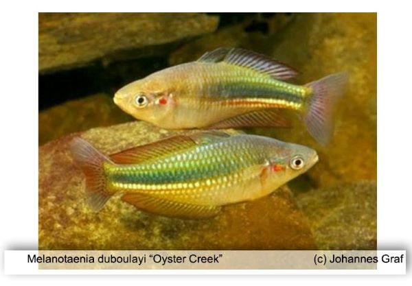 Melanotaenia duboulayi "Oyster Creek"