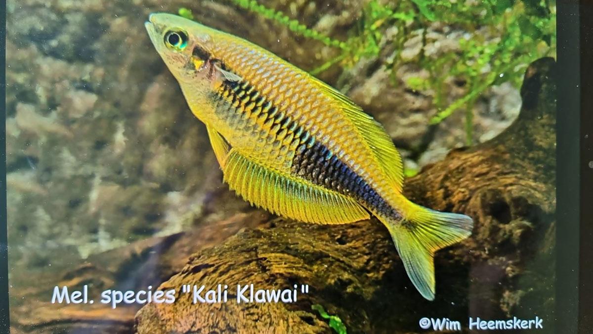 Melanotaenia fredericki "Kali Klawai"