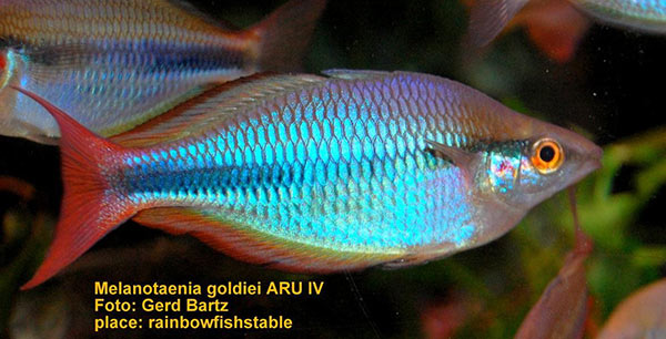 Melanotaenia goldiei "ARU IV"