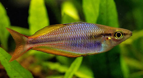 Melanotaenia goldiei "Dekai Village"