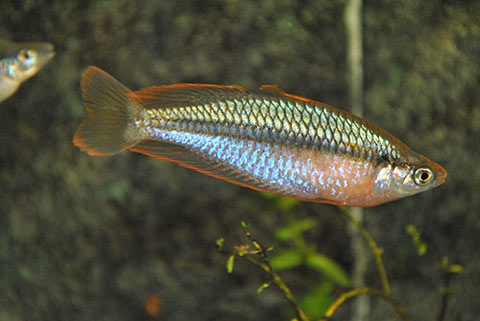 Melanotaenia gracilis 