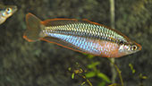 Melanotaenia gracilis 
