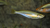 Melanotaenia gracilis 