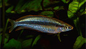 Melanotaenia gracilis 