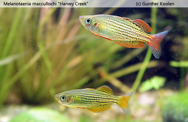 Melanotaenia maccullochi "Harvey Creek"