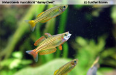 Melanotaenia maccullochi "Harvey Creek"