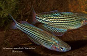 Melanotaenia maccullochi Starcke River