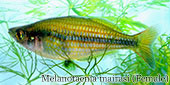 Melanotaenia mairasi 