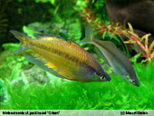 Melanotaenia parkinsoni "Orient"
