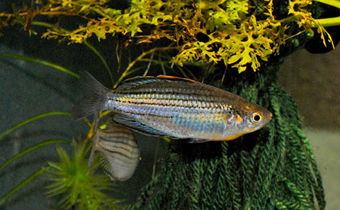 Melanotaenia sahulensis "Moa Island"
