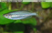 Melanotaenia sahulensis "Skull Creek"