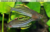 Melanotaenia sahulensis "Skull Creek"