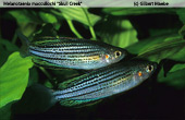 Melanotaenia sahulensis "Skull Creek"