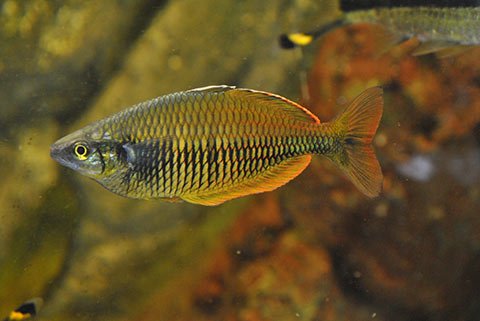 Melanotaenia sembrae 