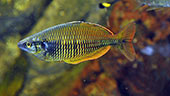 Melanotaenia sembrae 