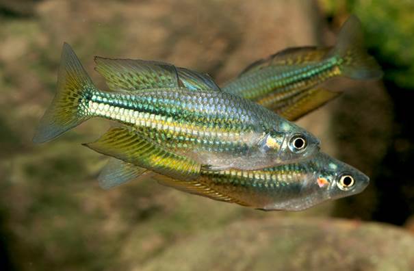 Melanotaenia sp. "Fletcher Creek"