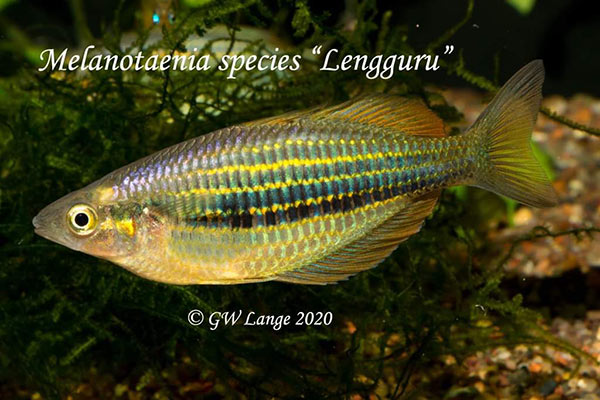 Melanotaenia sp. "Lengguru"