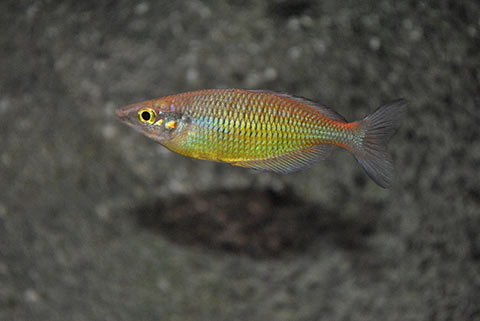 Melanotaenia sp. "Rawarra Village"