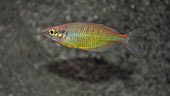 Melanotaenia sp. Rawarra Village