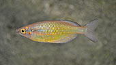 Melanotaenia sp. "Rawarra Village"