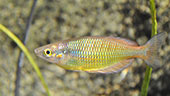 Melanotaenia sp. "Rawarra Village"