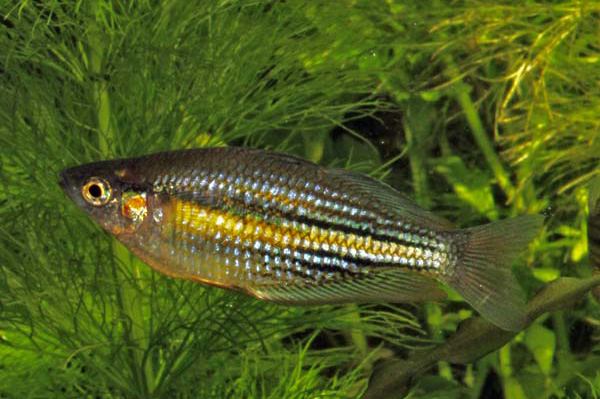 Melanotaenia sp. "Running River"