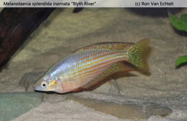 Melanotaenia splendida inornata "Blyth River"