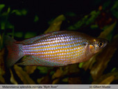 Melanotaenia splendida inornata "Blyth River"