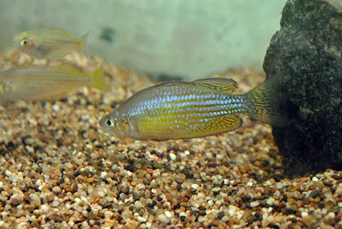 Melanotaenia splendida inornata "Coomalie Crater"