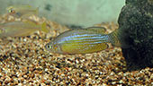 Melanotaenia splendida inornata Coomalie Crater