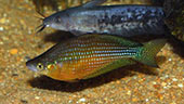 Melanotaenia splendida inornata "Coomalie Crater"