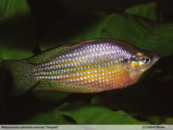 Melanotaenia splendida inornata "Oenpelli"