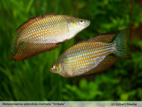 Melanotaenia splendida inornata "Yirrkala"