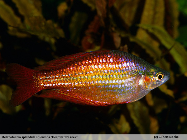 Melanotaenia splendida splendida "Deepwater Creek"